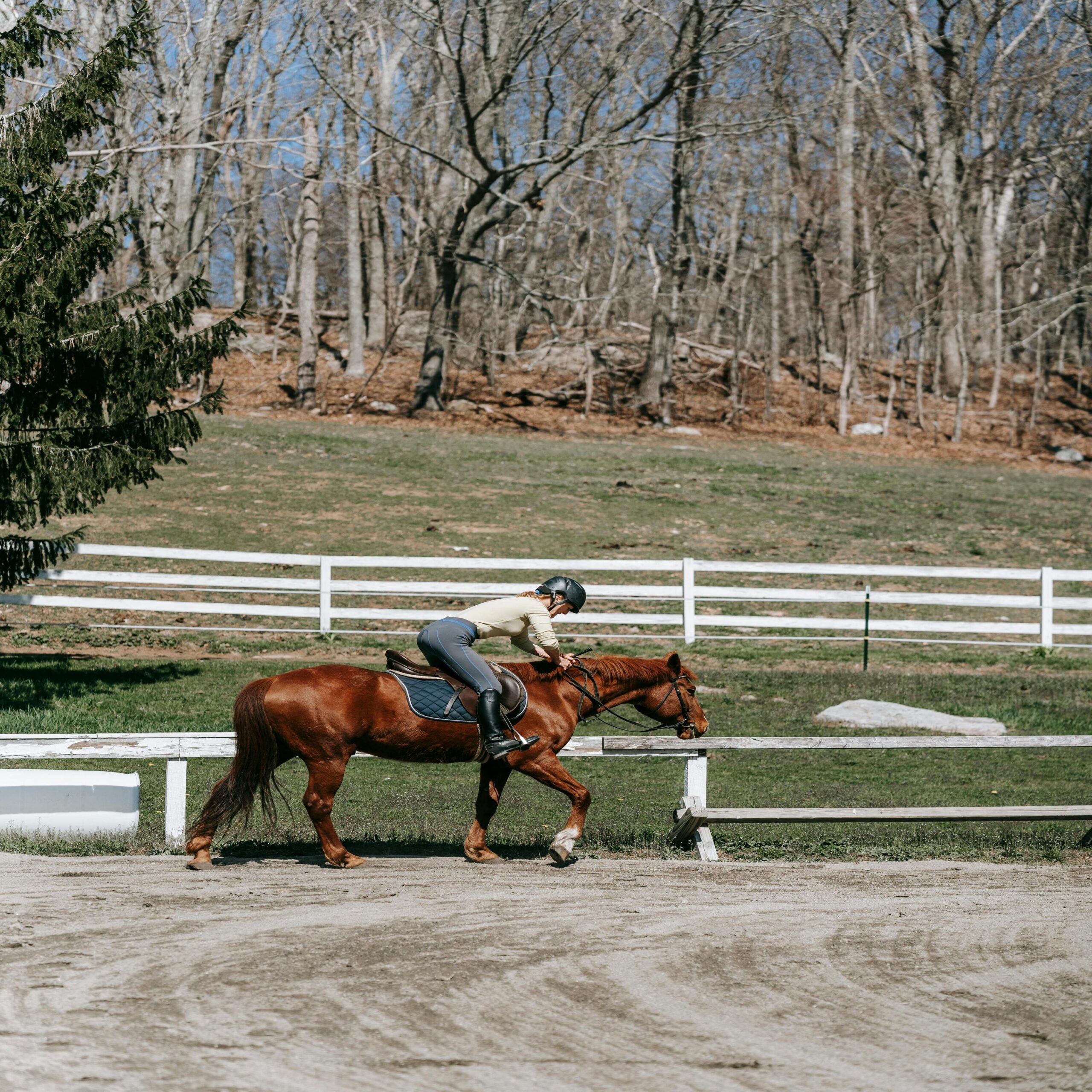 Exciting New Listings: Exceptional Horses Now Open for Investment