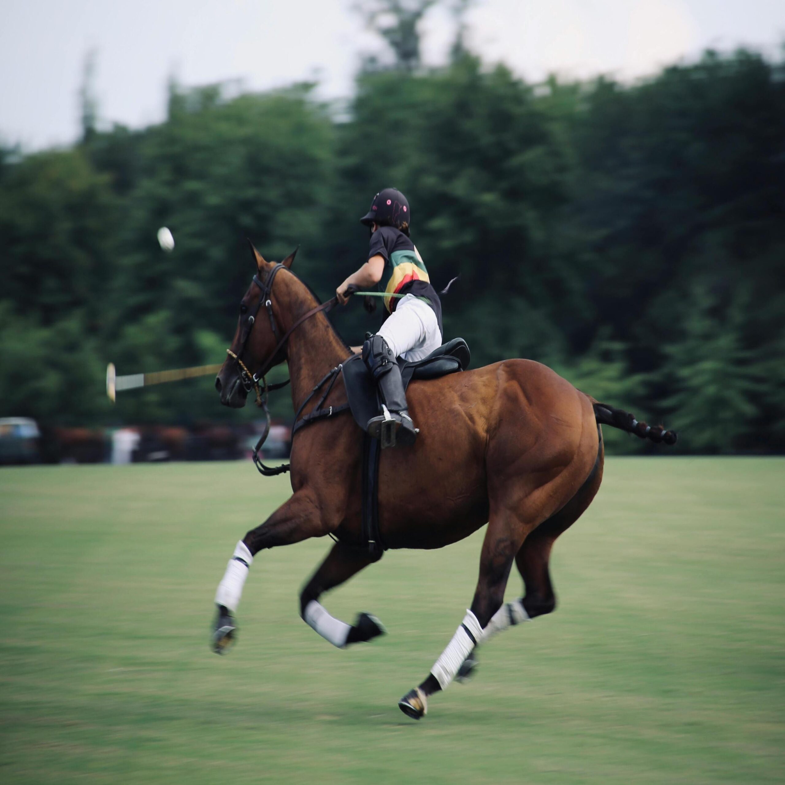 Equestrian Investment Market Insights: Trends You Need to Know