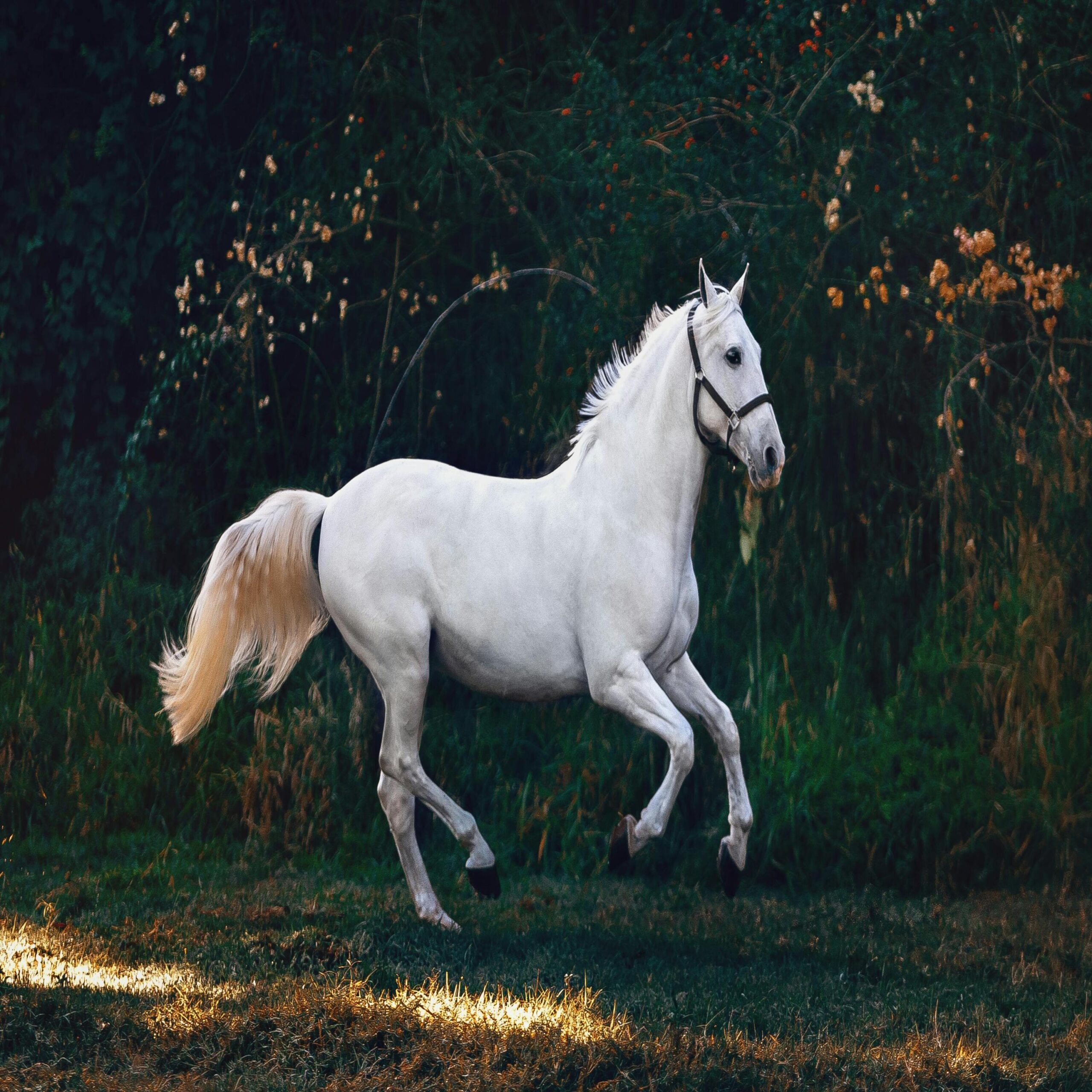 Top Performing Horses of the Month